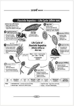 UP TGT & PGT Exam: Biology Guide Book By Dr. Neelam Sharma | One Liner Facts | Questions with Detailed Solutions | Mind Maps | NCERT Based Questions | Bilingual Edition thumbnail 8
